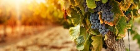 Neustifter Kirtag 2015