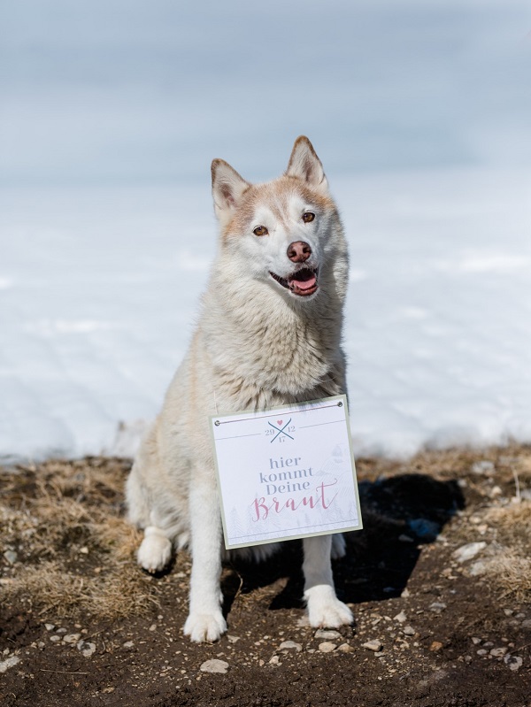 Hund Schönwieshütte